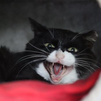 Boerderij Katten 
