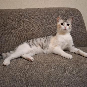 Nala