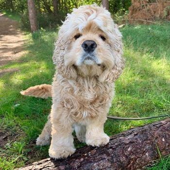 Benji