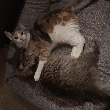 Sjonnie en Toet