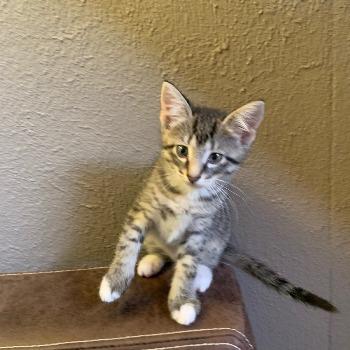 Simba