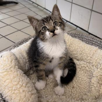 Kitten-3766