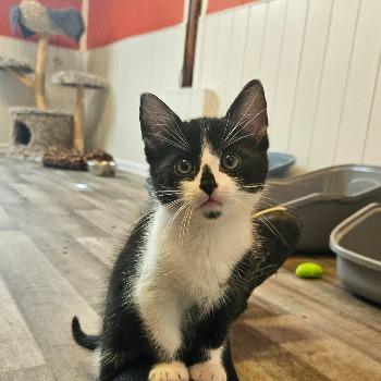 Pablo