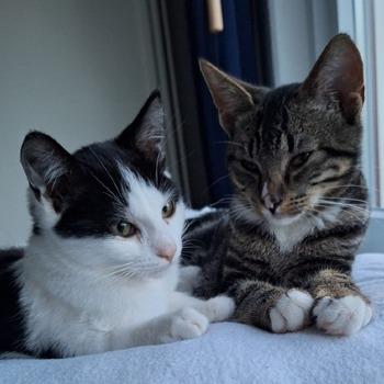 Loki & Lincoln