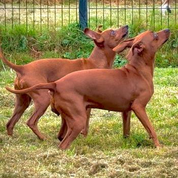 Speedy & Gonzales