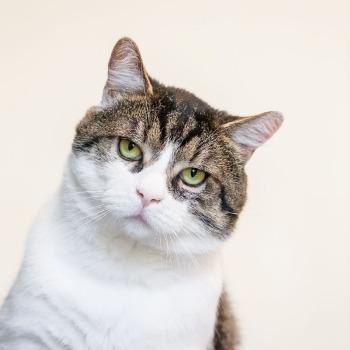 Nelson (4 jaar)