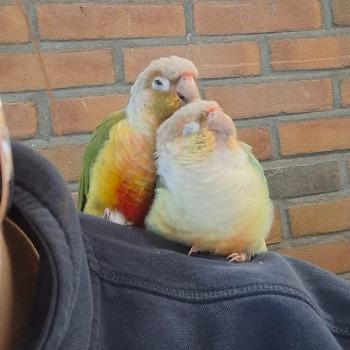 Pineapple en Mango