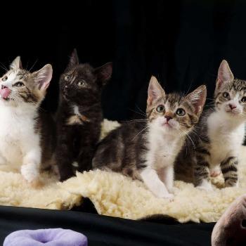 Muis (met Maki, Haas of Skunk)