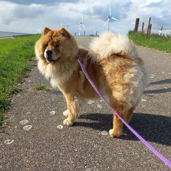 Balou