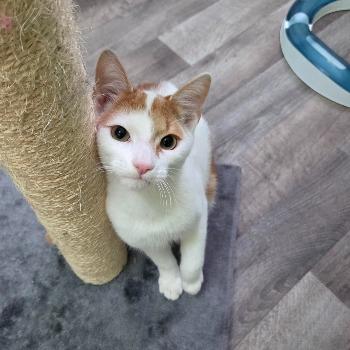 Freddy