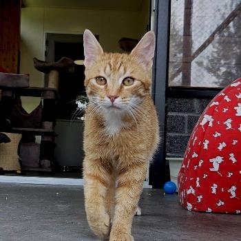 Lowietje
