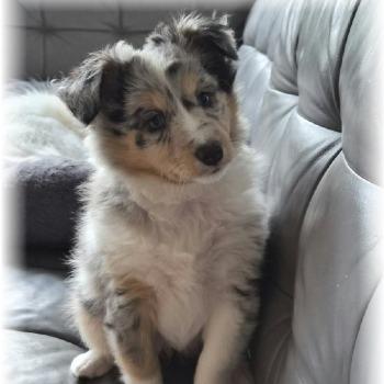 BLUEBELLE