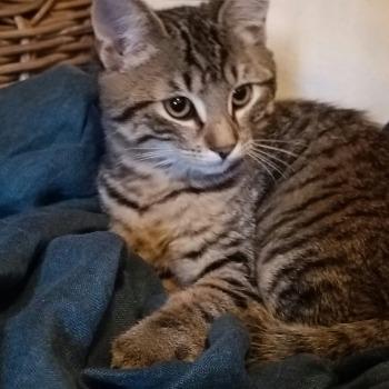 Kitten Nala