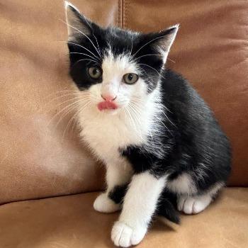 kitten-3886 tommmy