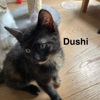 Dushi 15730