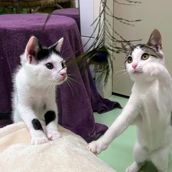 Henk & Harriet