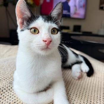 Olaf