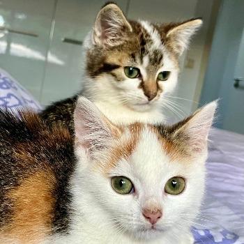 Jinte en Jolie