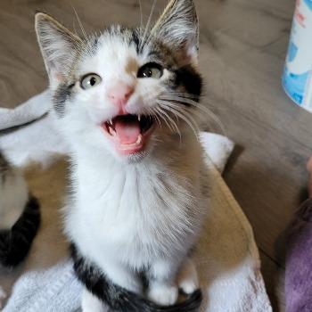 Simba