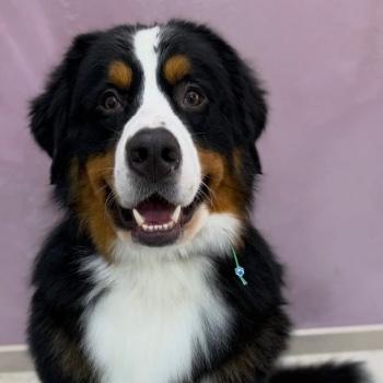 Bruno