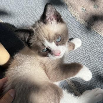 Kittens Tobie, Bumble en Bee (geboren eind april 26)
