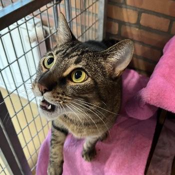 Chopin 🎼