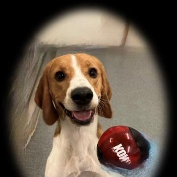 Droopy (Sh7272)