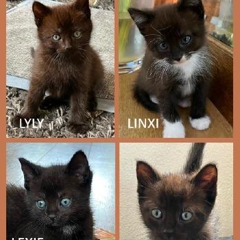 Leksie, Lynxi, Lyly en Lamar