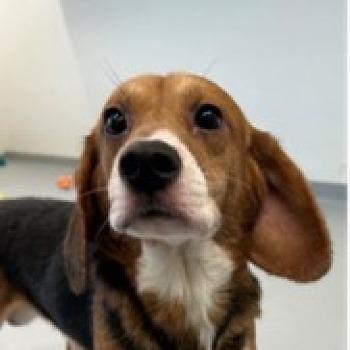 Wally (Sh7242)