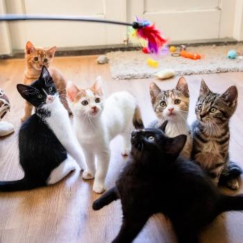 Kittens Bino, Bear, Bisoe, Britjit, Boots en Bente (geboren begin mei 26)