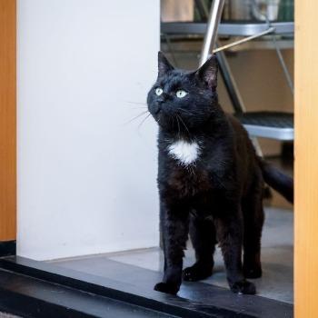 Vinnie (8 jaar)