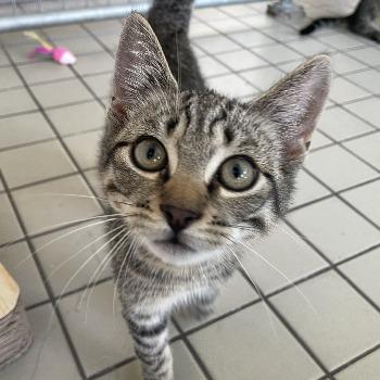Kitten-3838