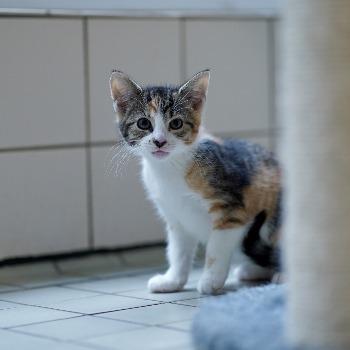 Kitten-3806
