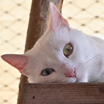 Aphrodite (2 jaar)