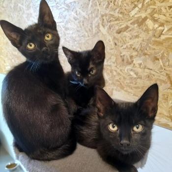 Kittens