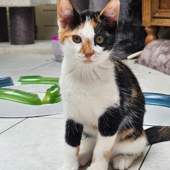 Maru (met Pierre)