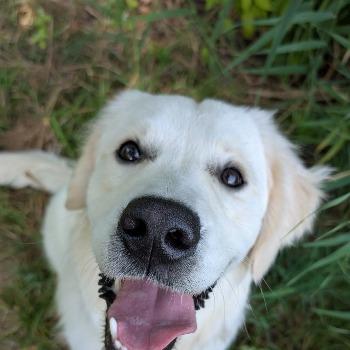 Buddy