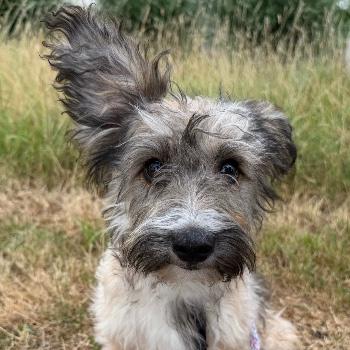 Alfie