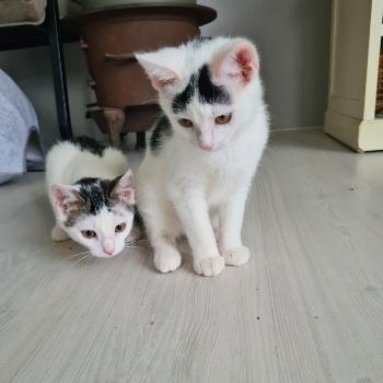 Roos (en Lulu)