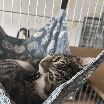 Kitten Janneke