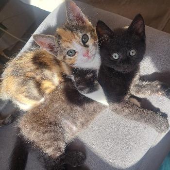 Ginny en Jazzy