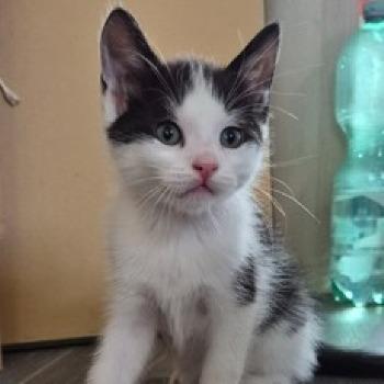 Loki