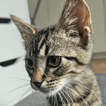 Kittens Nio, Mia en Frankie