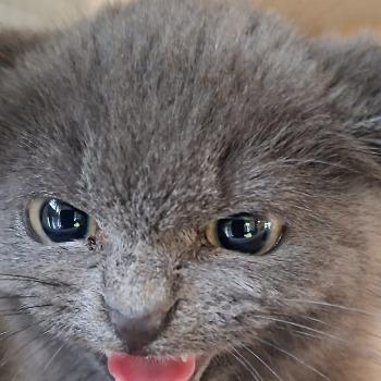 Kittens Storm en Misty