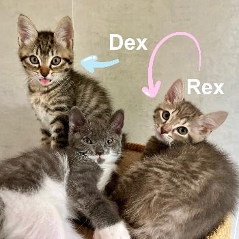Dex & Rex
