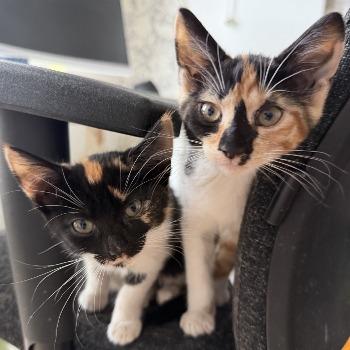 Splinter & Coco 202622704 / 202622729