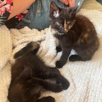 Kittens Jip en Janneke 2