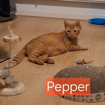Pepper en haar vijf kids!