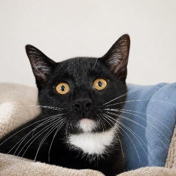 Kitten-3827 Schaduw