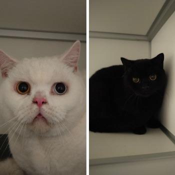 Yuki (odd eyed) & Nori